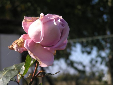 ašík olympus 051.jpg